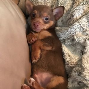 Meet your Posher, Samantha